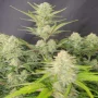 Насіння конопель APRICOT Auto від Fast Buds